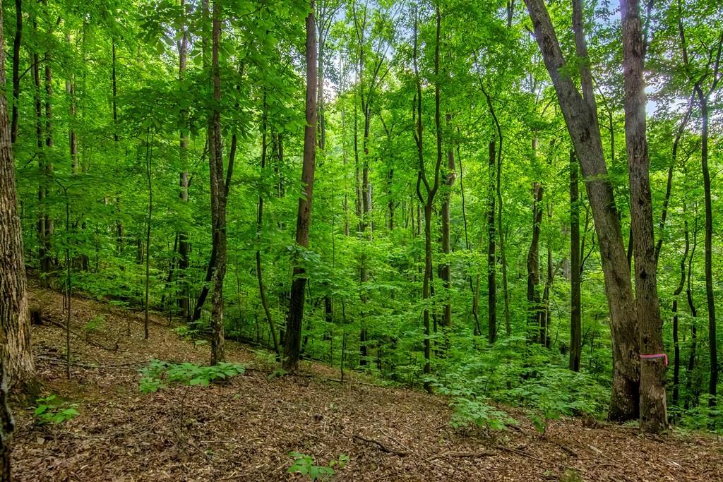 J349 Walnut Mountain, Ellijay, Georgia image 9