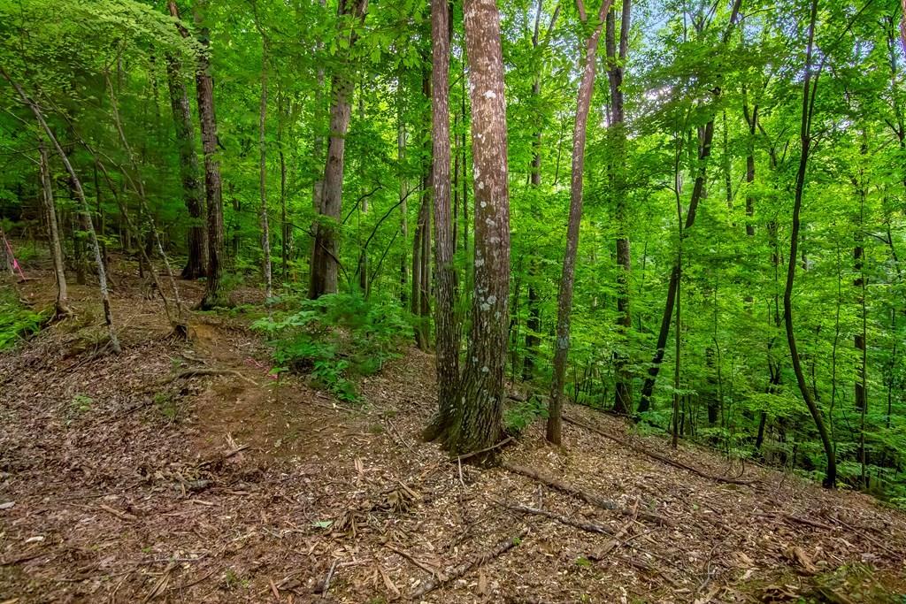 J349 Walnut Mountain, Ellijay, Georgia image 11