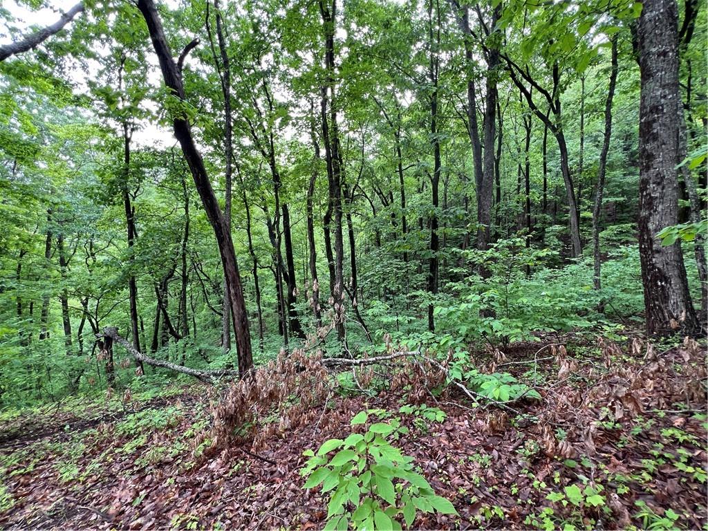 245 Sassafras Mountain Trail, Jasper, Georgia image 5