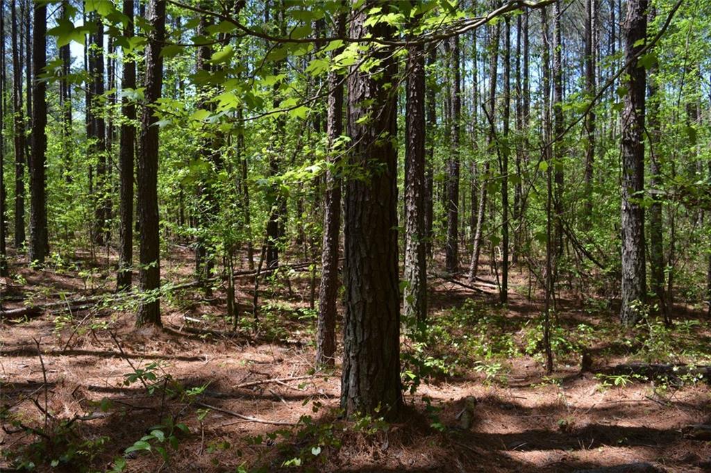 Mars Hill Road, Acworth, Georgia image 4