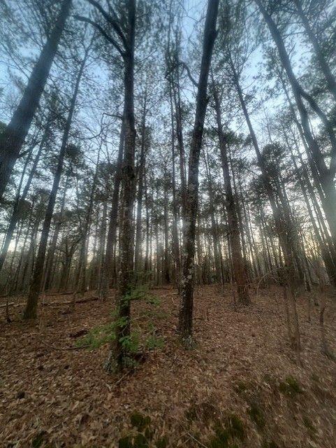 Pine Tree Drive, Fayetteville, Georgia image 9