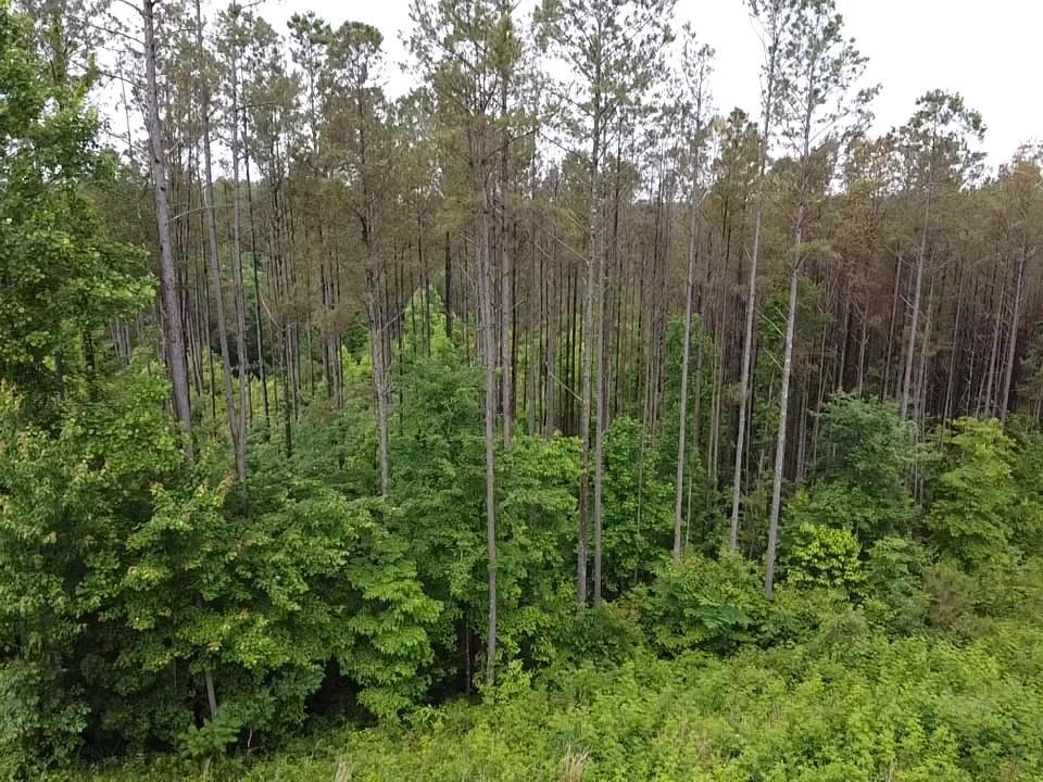 Lot 37 Pine Grove Lane, East Ellijay, Georgia image 5