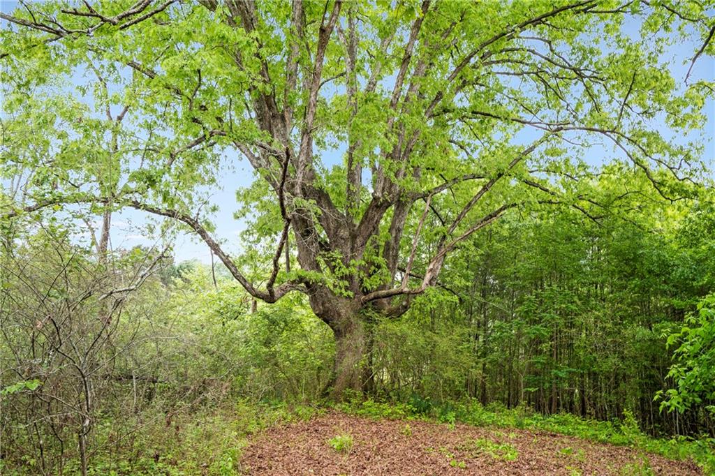 Mountain Road, Alpharetta, Georgia image 8