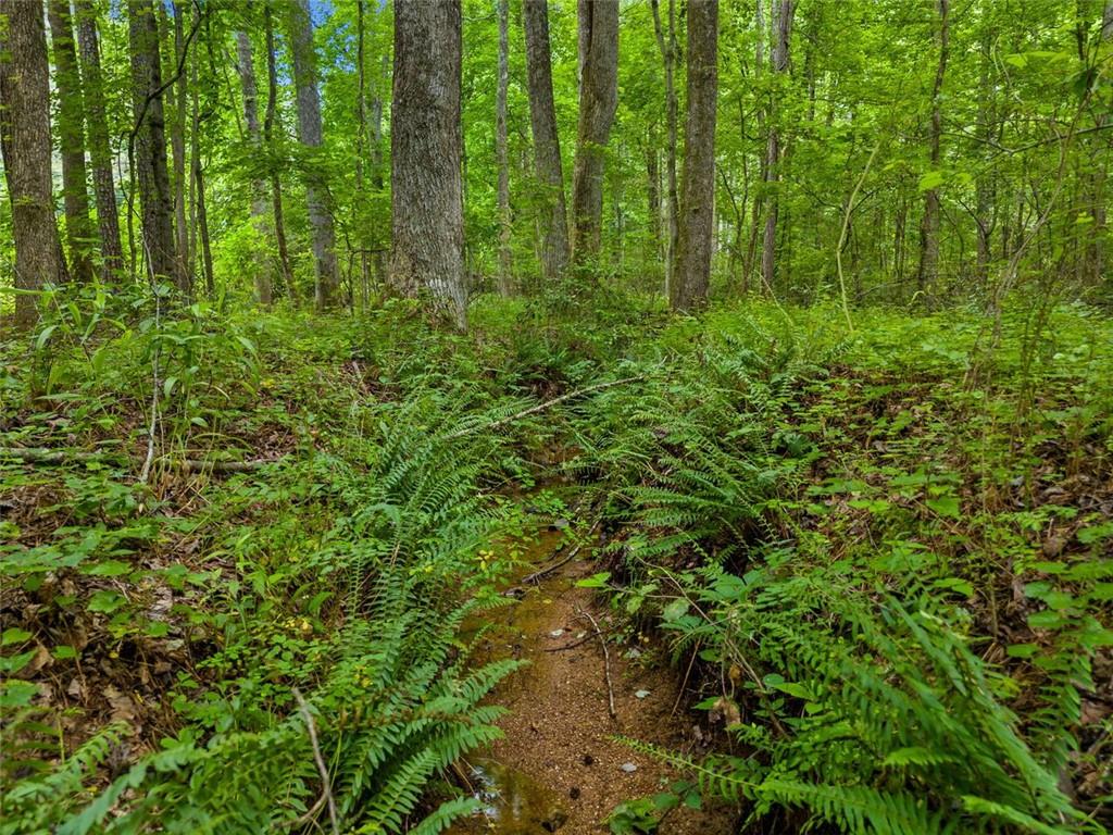 Worley Road, Ball Ground, Georgia image 9