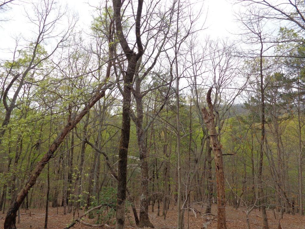 315 Bell Flower Drive