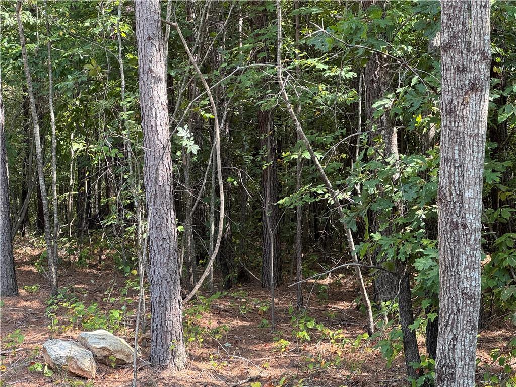 #3 Lone Bear Path Path