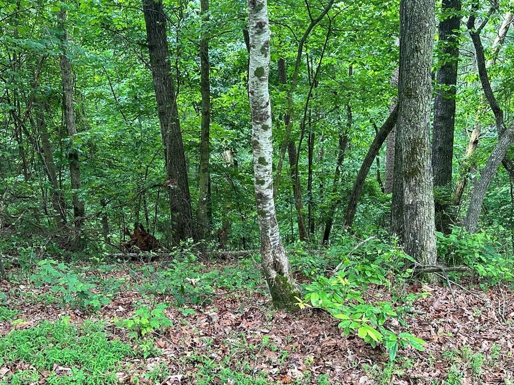 Lot 59 Timberwalk Drive, Ellijay, Georgia image 9