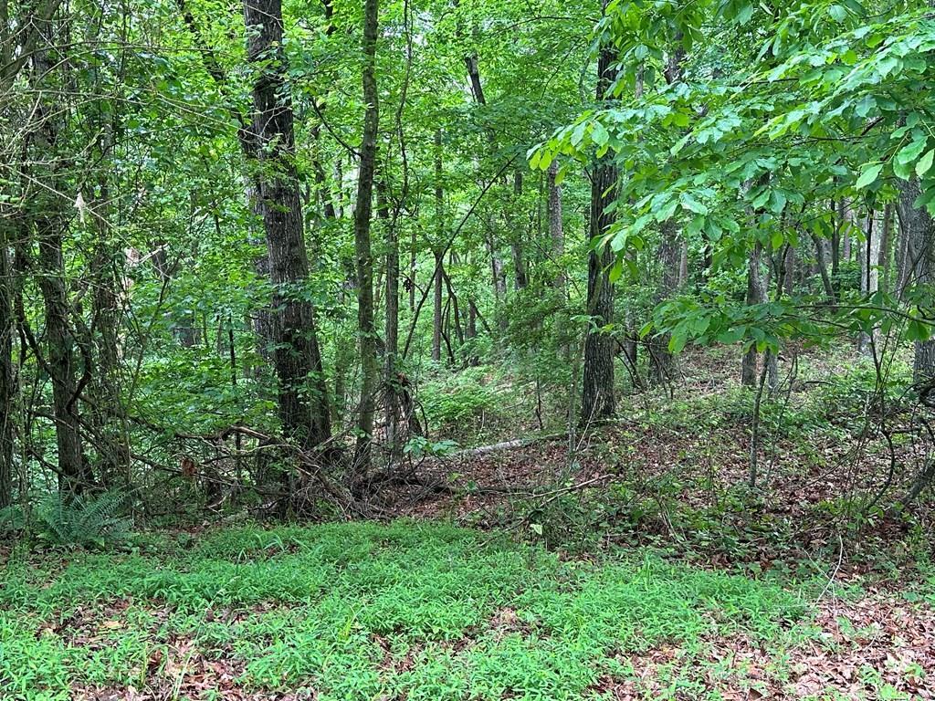 Lot 59 Timberwalk Drive, Ellijay, Georgia image 8