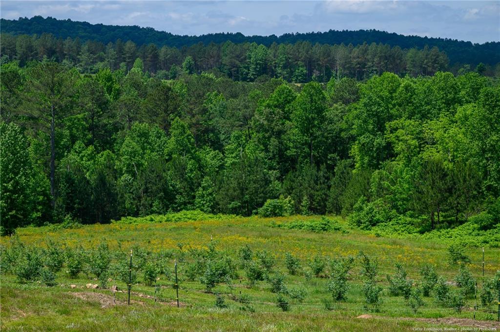 Pleasant Valley Road, Talking Rock, Georgia image 3