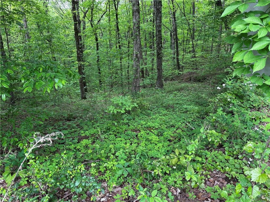TR1TR3 Flat Branch Trail, Ellijay, Georgia image 15
