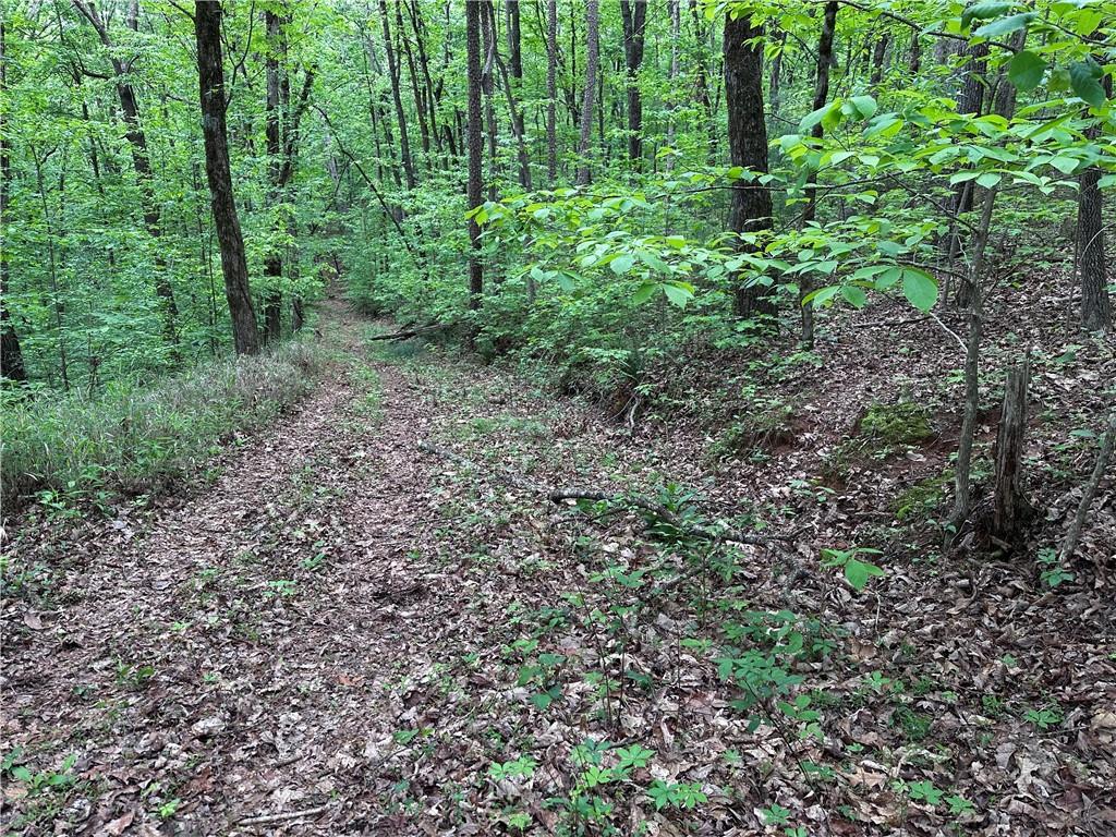 TR1TR3 Flat Branch Trail, Ellijay, Georgia image 3