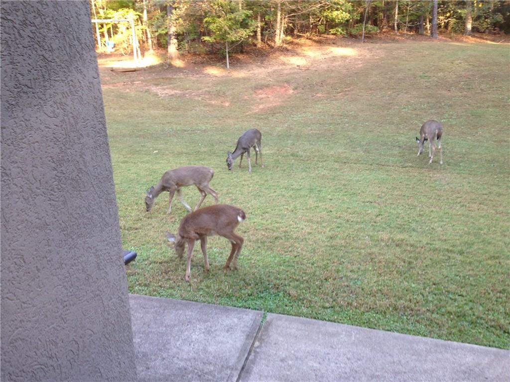 3357 Rising Fawn Trail