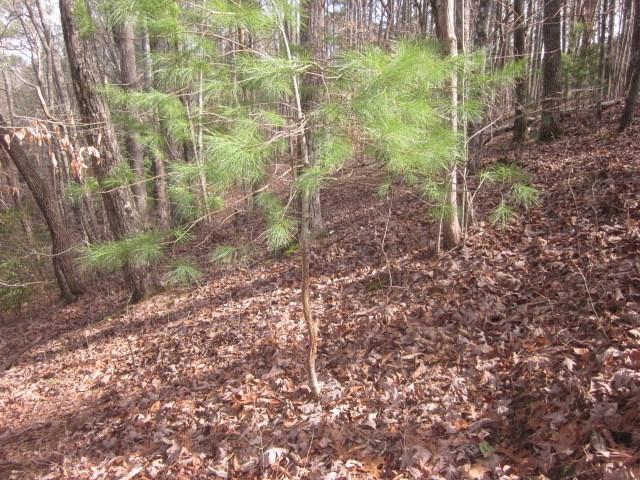 00 Jones Mountain Road, Talking Rock, Georgia image 4