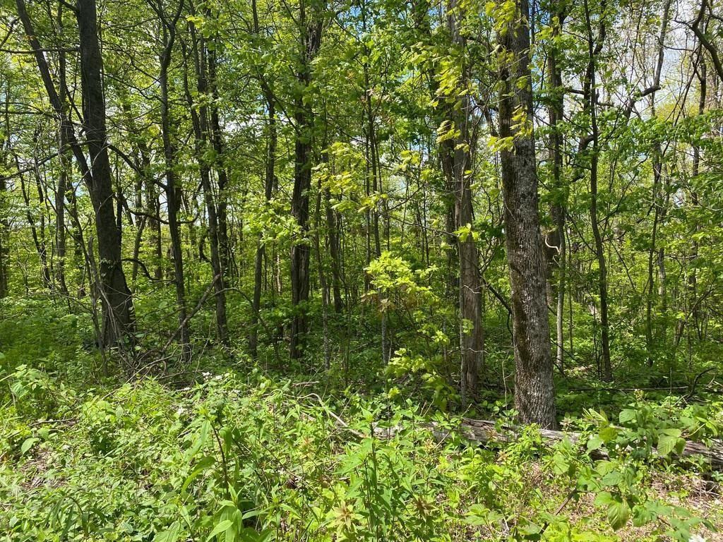 Burnt Mountain Cove Road, Jasper, Georgia image 4