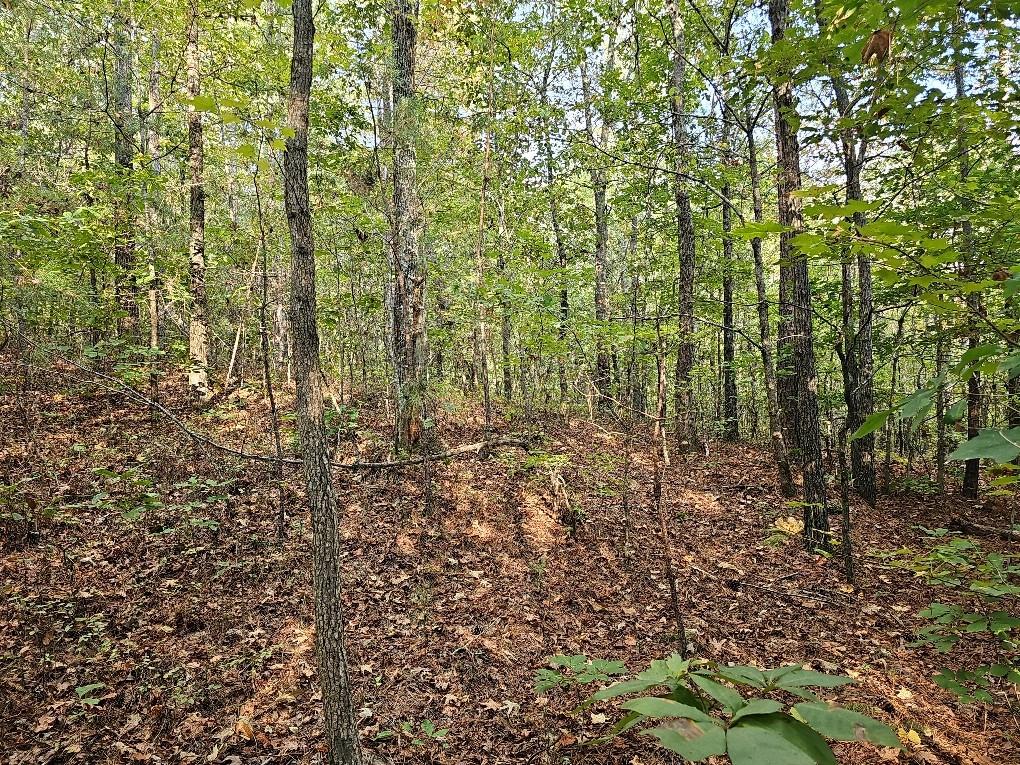 County School Road, Tallapoosa, Georgia image 28