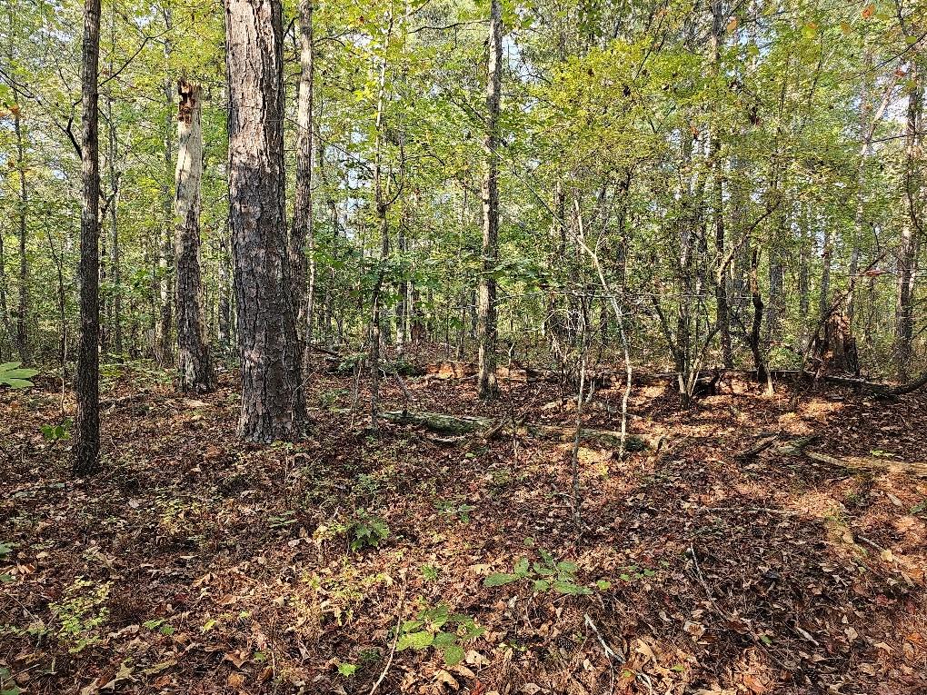 County School Road, Tallapoosa, Georgia image 10