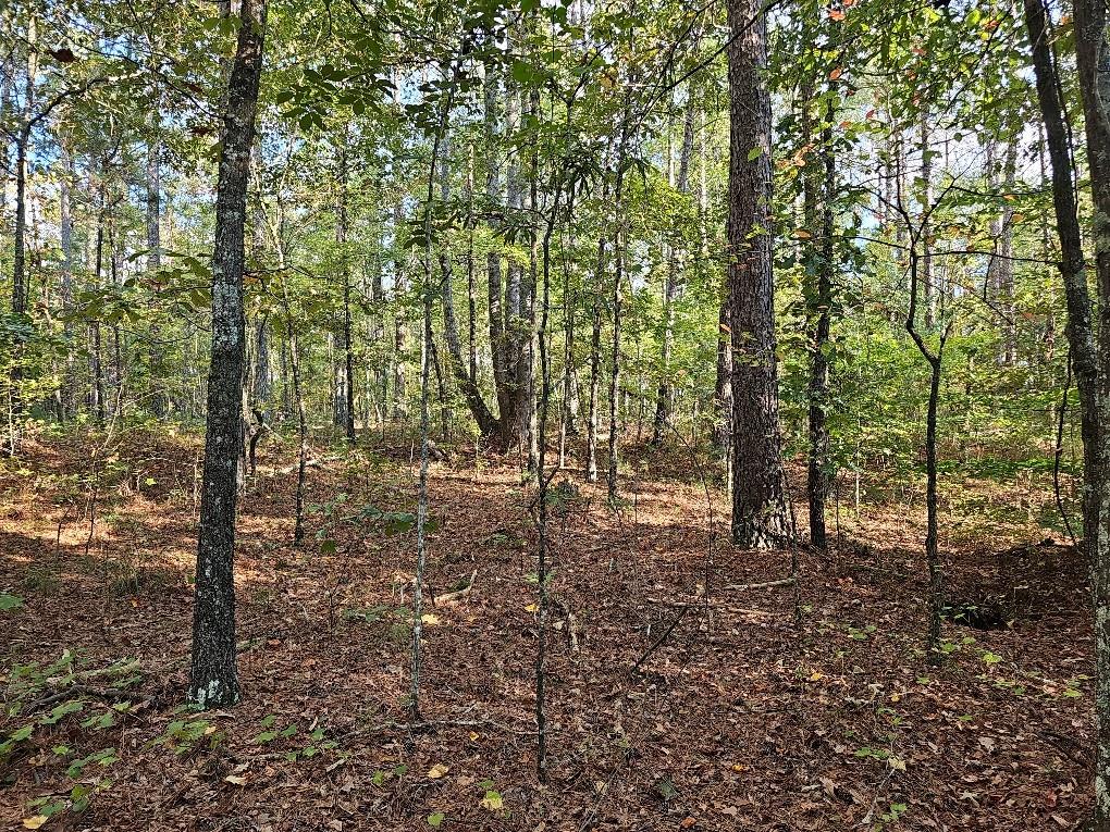 County School Road, Tallapoosa, Georgia image 5