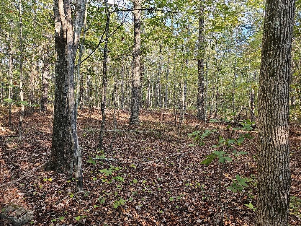 County School Road, Tallapoosa, Georgia image 4