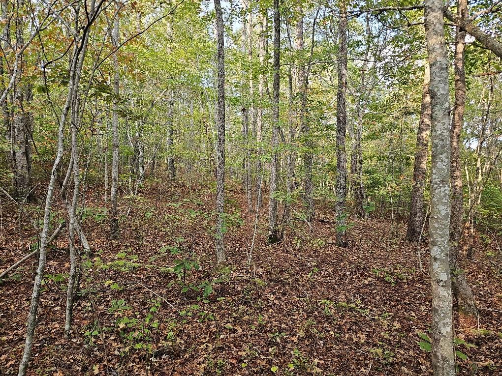 County School Road, Tallapoosa, Georgia image 19