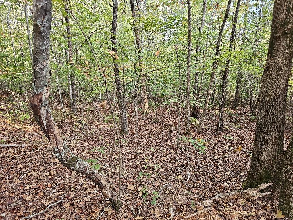 County School Road, Tallapoosa, Georgia image 9