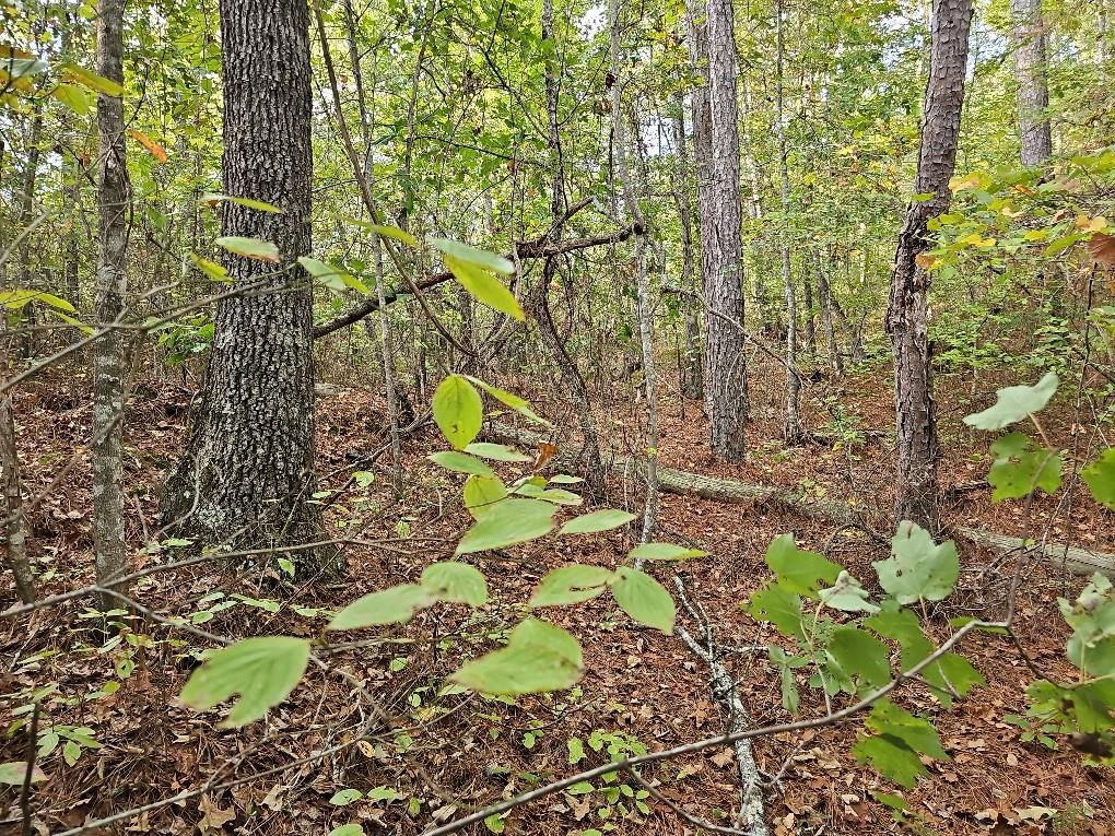 County School Road, Tallapoosa, Georgia image 13