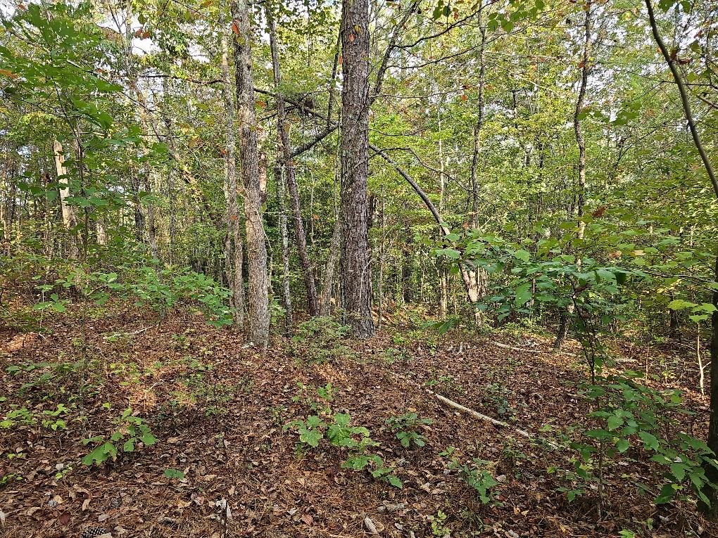 County School Road, Tallapoosa, Georgia image 17