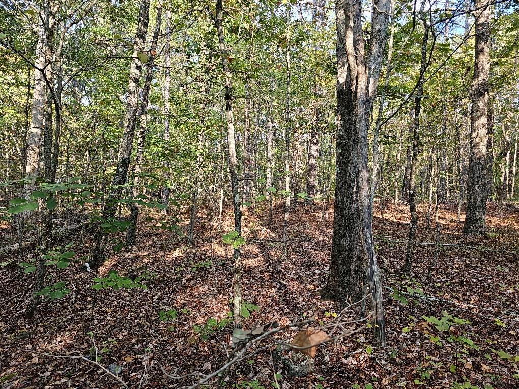 County School Road, Tallapoosa, Georgia image 6