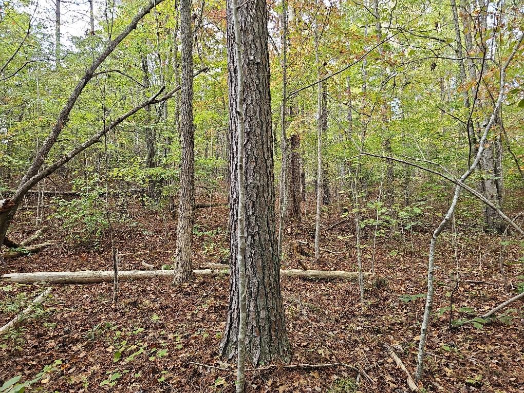 County School Road, Tallapoosa, Georgia image 8