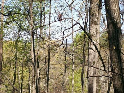 Brandy Mountain Road, Dahlonega, Georgia image 5