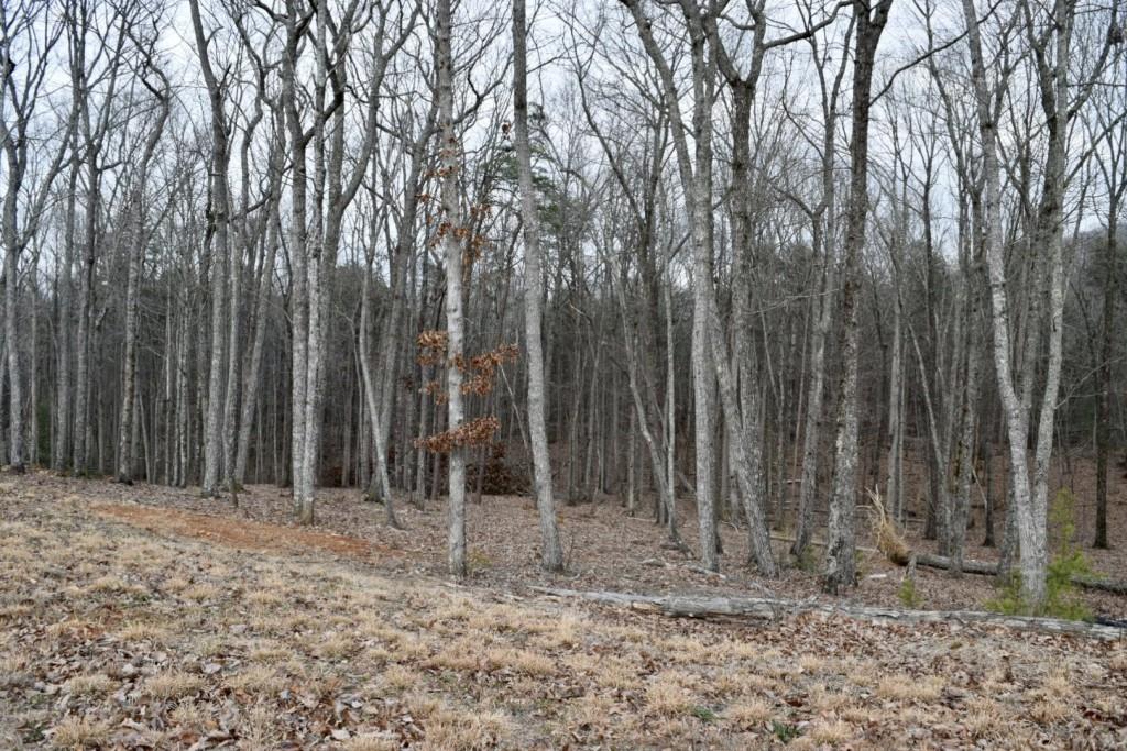 High Summit Drive, Talking Rock, Georgia image 3