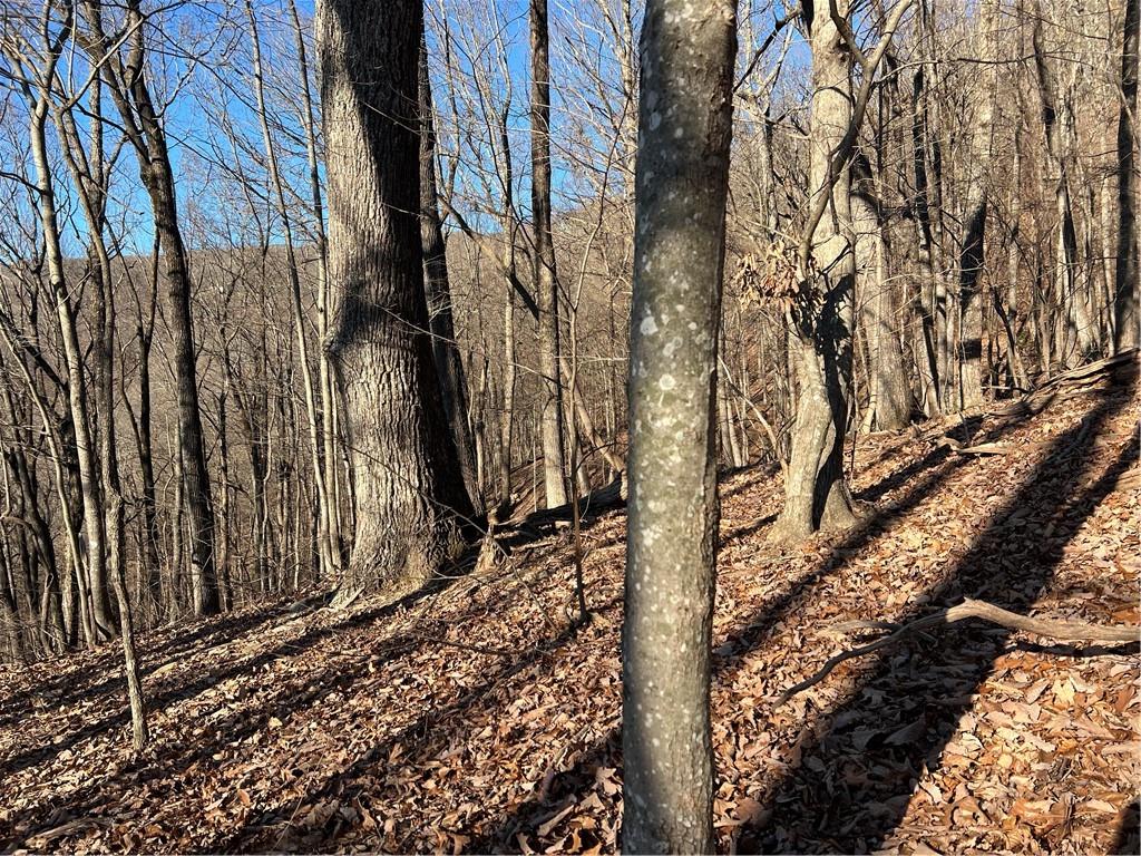 245 Sassafras Mountain Trail