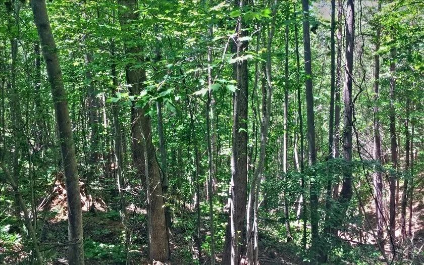 Lot 10 Mill Creek Drive