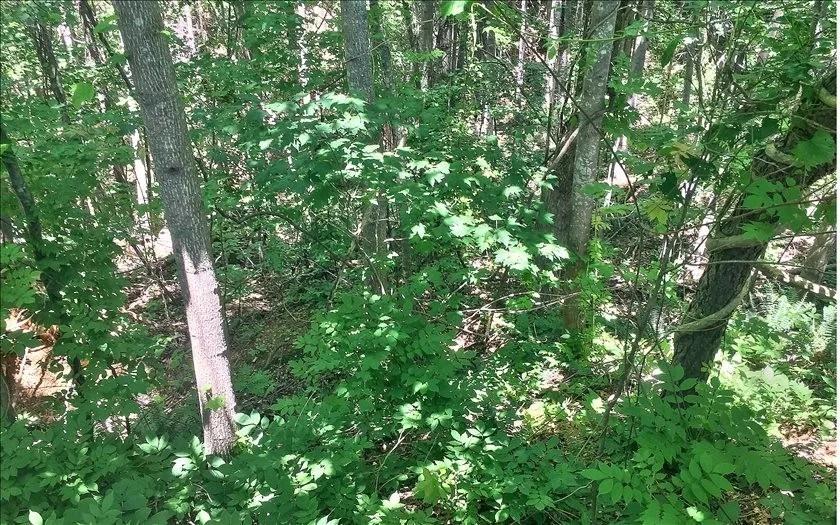 Lot 10 Mill Creek Drive