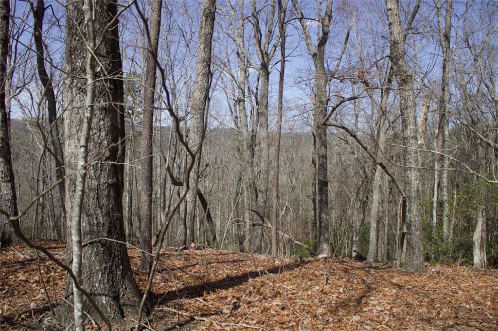 Tanager Trail, Alto, Georgia image 12