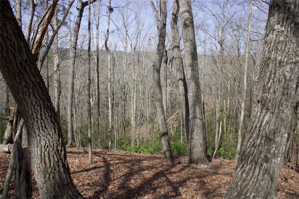 Tanager Trail, Alto, Georgia image 11