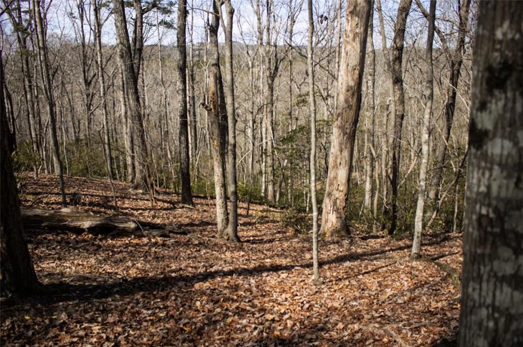 Tanager Trail, Alto, Georgia image 6