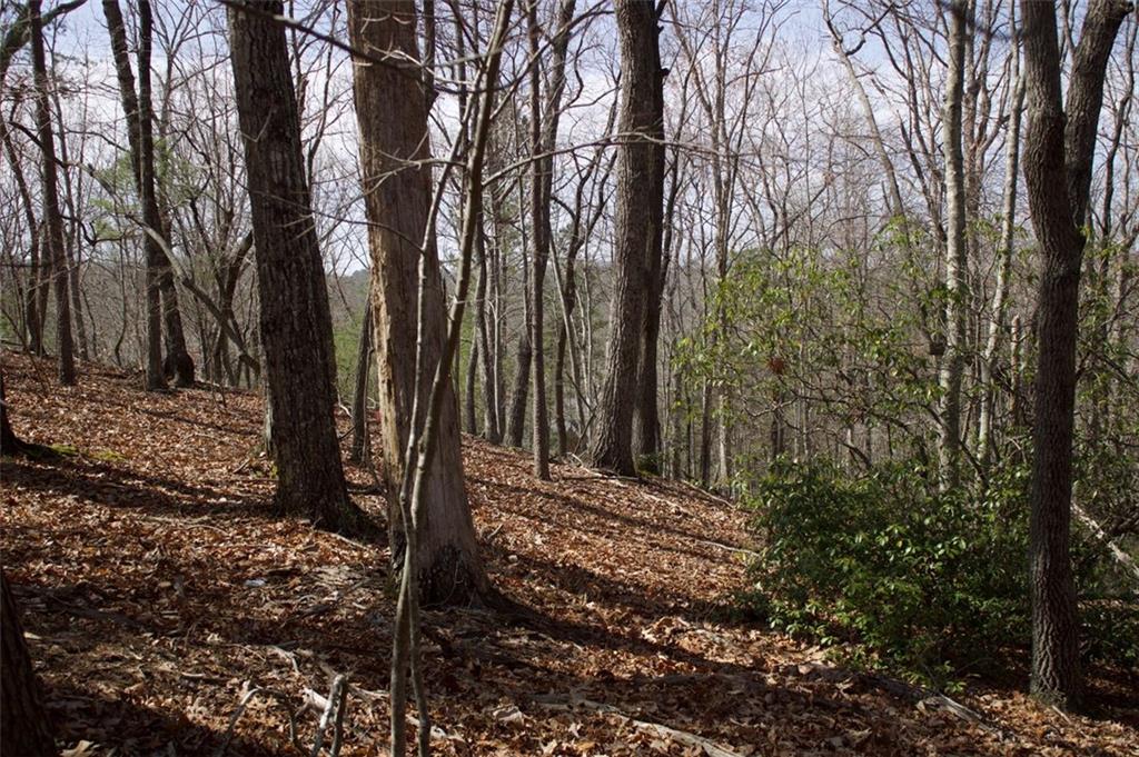 Tanager Trail, Alto, Georgia image 13