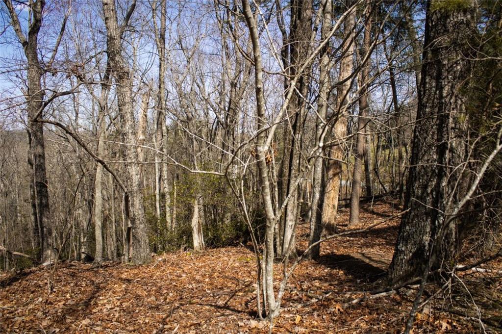 Tanager Trail, Alto, Georgia image 7