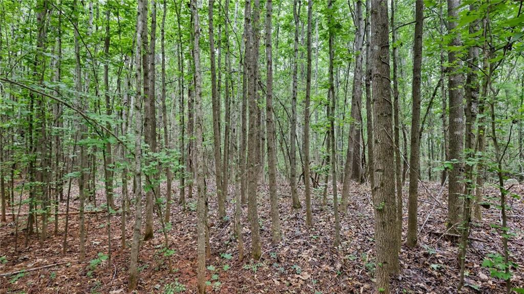 High Meadow Trail, Jenkinsburg, Georgia image 20