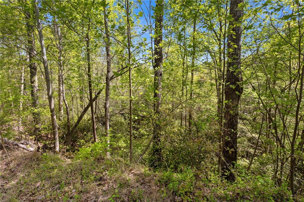 7.65 Acre Garland Mountain Trail, Waleska, Georgia image 8