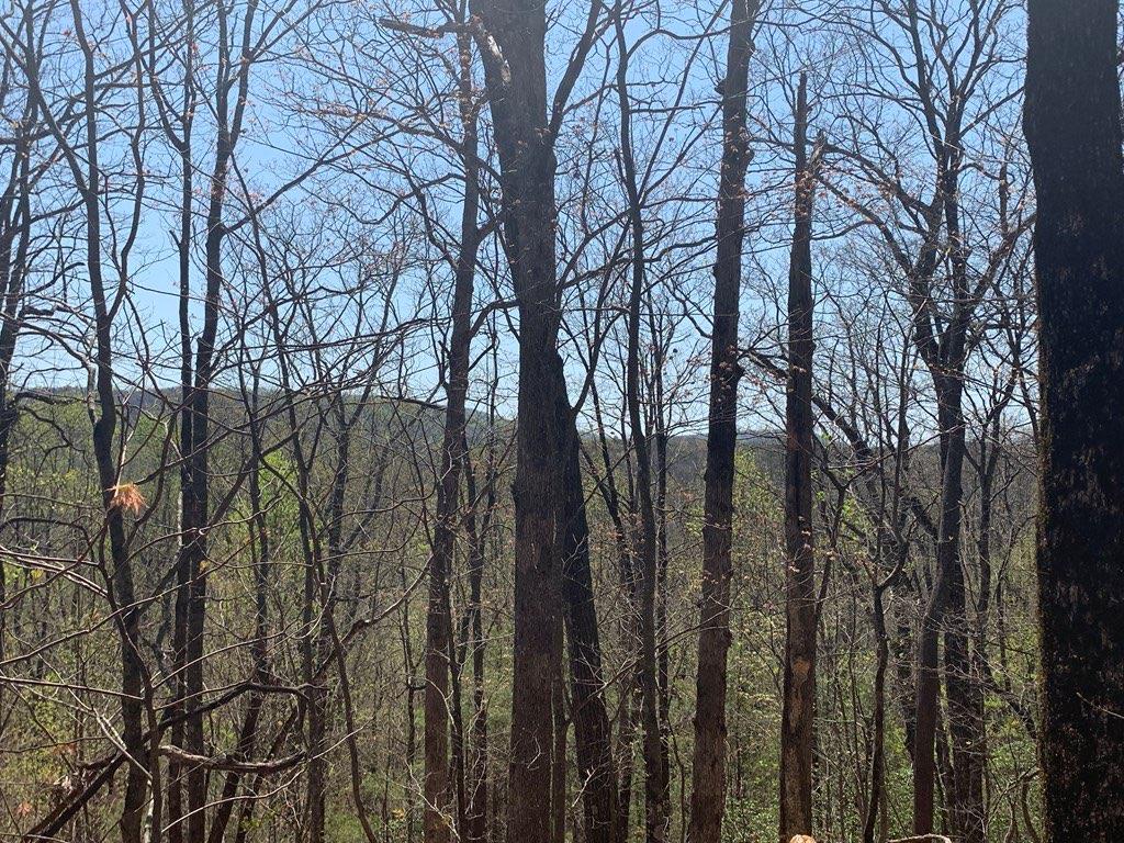 43.91 Old Burnt Mountain Road, Ellijay, Georgia image 22