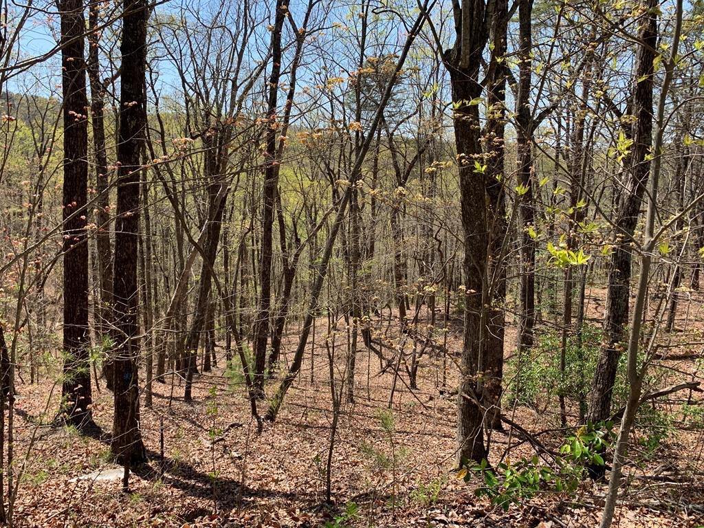 43.91 Old Burnt Mountain Road, Ellijay, Georgia image 14