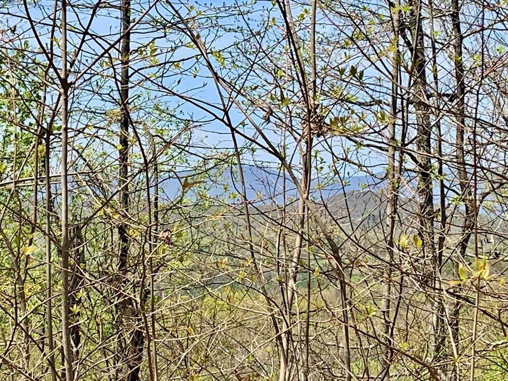 43.91 Old Burnt Mountain Road, Ellijay, Georgia image 19