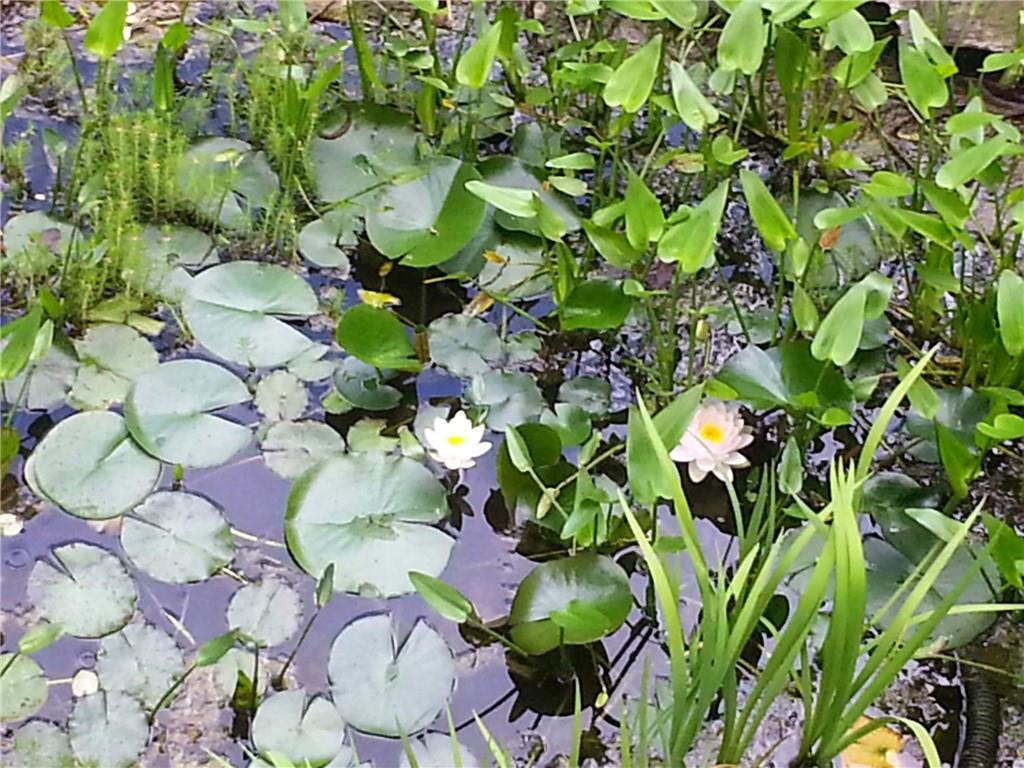 7451 Shady Glen Drive