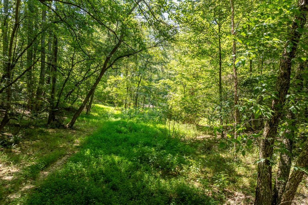 Hogback Drive, Blue Ridge, Georgia image 8