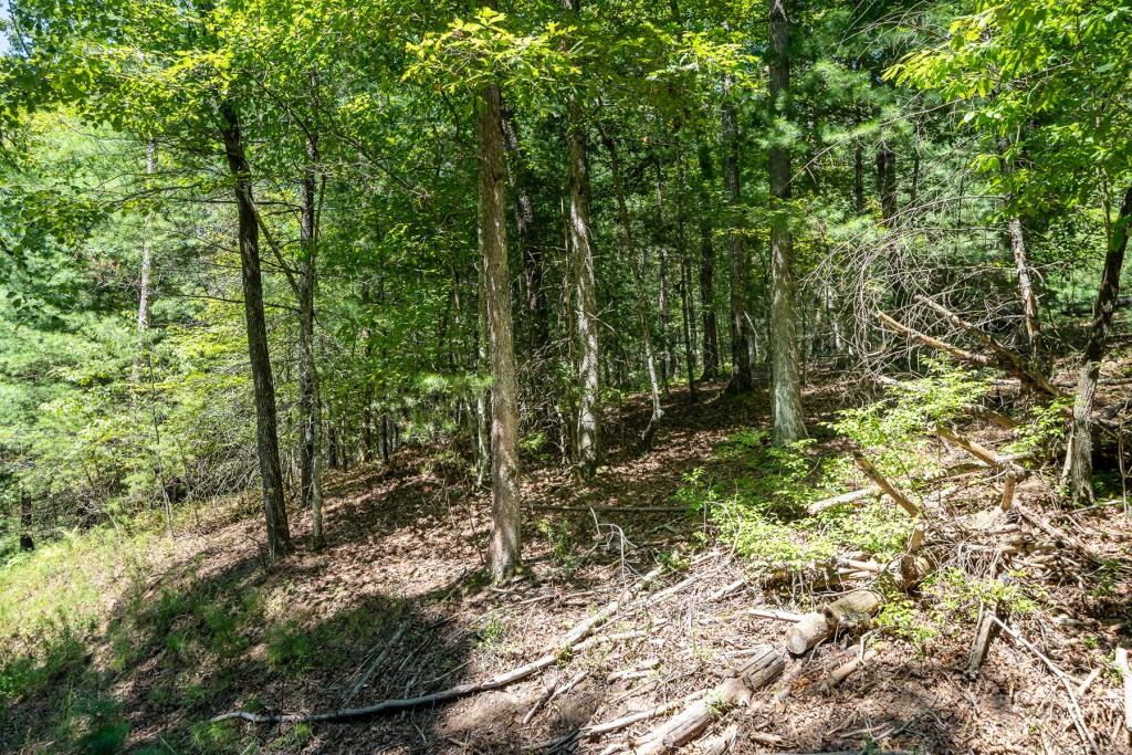 Hogback Drive, Blue Ridge, Georgia image 19