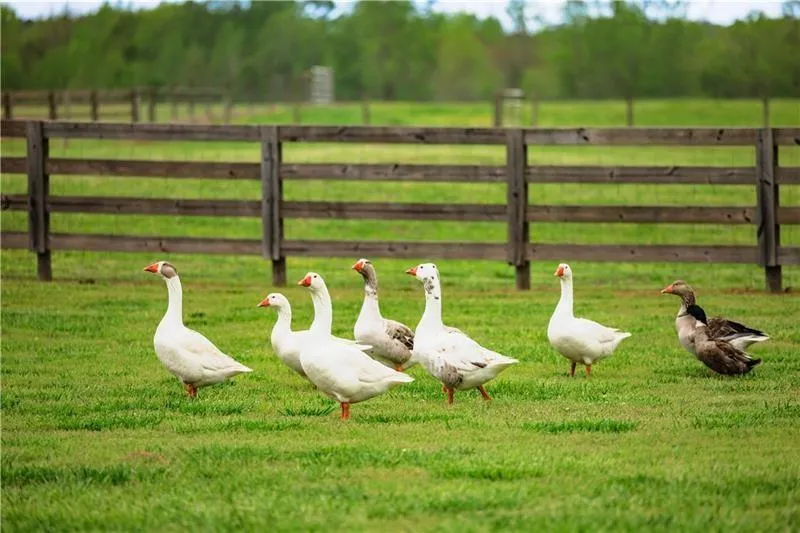 Greenville, Georgia 30222, United States, ,Commercial,Active,61758