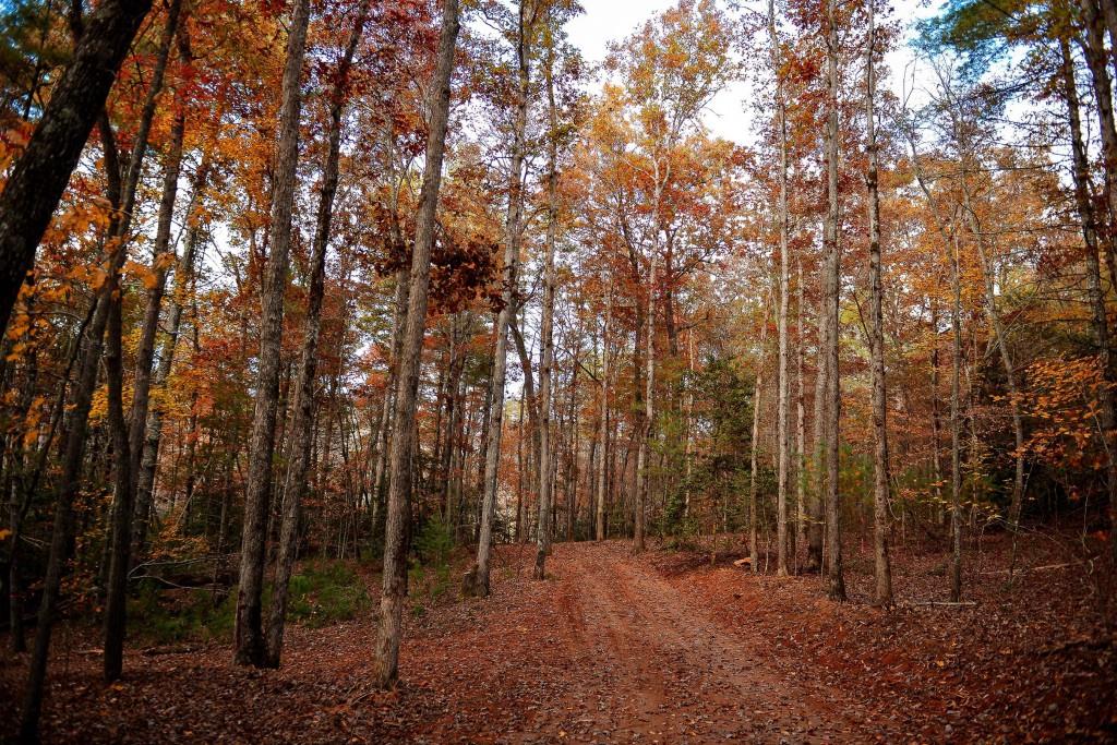 TRACT Ponderosa Drive, Epworth, Georgia image 17