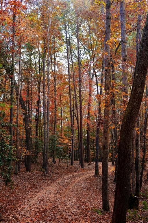 TRACT Ponderosa Drive, Epworth, Georgia image 26