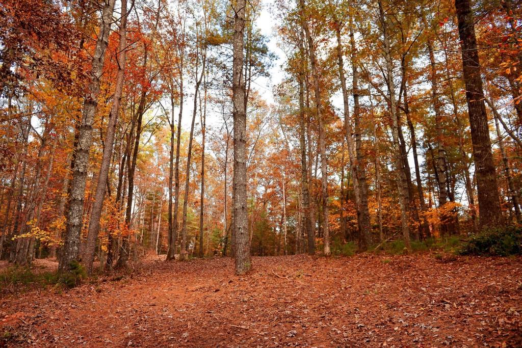 TRACT Ponderosa Drive, Epworth, Georgia image 5